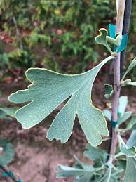 Attēlu rezultāti vaicājumam “Ginkgo biloba leaf”