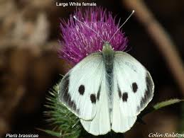 Attēlu rezultāti vaicājumam “Pieris brassicae female”