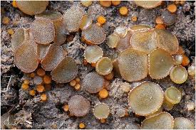 Attēlu rezultāti vaicājumam “Ascobolus furfuraceus”