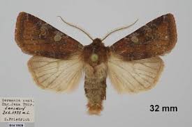 Attēlu rezultāti vaicājumam “Cerastis leucographa”