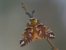 Attēlu rezultāti vaicājumam “Endromis versicolora”