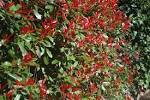<b>Photinia</b> is a common evergreen