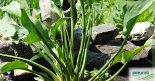 Attēlu rezultāti vaicājumam “Alisma plantago-aquatica fruit”