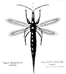 Attēlu rezultāti vaicājumam “Thysanoptera”