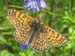 Attēlu rezultāti vaicājumam “Melitaea cinxia”