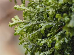 Attēlu rezultāti vaicājumam “Porella platyphylla macro”