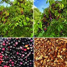 Attēlu rezultāti vaicājumam “Padus avium fruit”