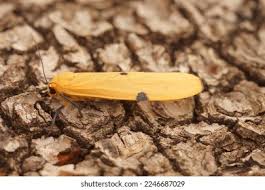 Attēlu rezultāti vaicājumam “Lithosia quadra female”