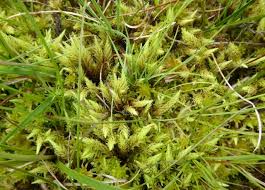 Attēlu rezultāti vaicājumam “Aulacomnium”