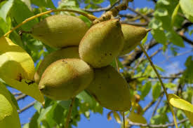 Attēlu rezultāti vaicājumam “Juglans regia fruit”