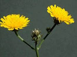 Attēlu rezultāti vaicājumam “Picris hieracioides”