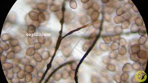 Attēlu rezultāti vaicājumam “Colloderma robustum macro”