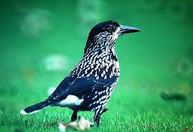 Attēlu rezultāti vaicājumam “Nucifraga caryocatactes”