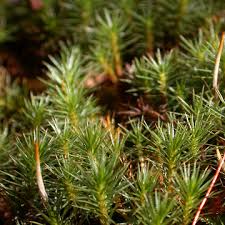 Attēlu rezultāti vaicājumam “Polytrichum juniperinum sporophyte”
