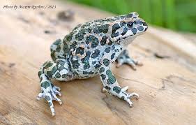 Attēlu rezultāti vaicājumam “Pseudepidalea viridis”