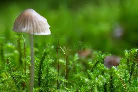 Attēlu rezultāti vaicājumam “Eurhynchium striatum”