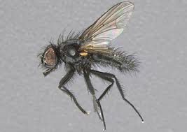 Attēlu rezultāti vaicājumam “Muscidae”