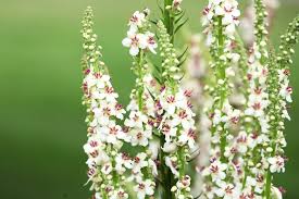 Image result for Verbascum blattaria