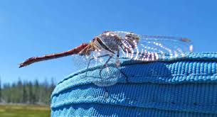 Attēlu rezultāti vaicājumam “Cordulidae”