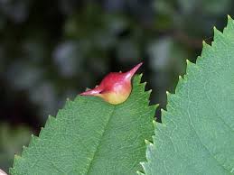 Attēlu rezultāti vaicājumam “Diplolepis eglanteriae”