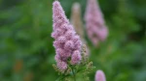 Attēlu rezultāti vaicājumam “Spiraea salicifolia flower”