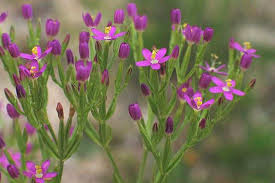 Attēlu rezultāti vaicājumam “Centaurium erythraea flower”