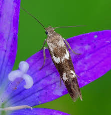 Attēlu rezultāti vaicājumam “Scythrididae”