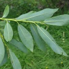 Attēlu rezultāti vaicājumam “Salix daphnoides leaf”