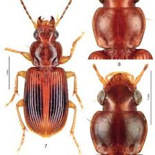 Attēlu rezultāti vaicājumam “Acupalpus flavicollis”