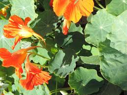 Attēlu rezultāti vaicājumam “Tropaeolum majus bud”