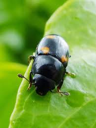 Attēlu rezultāti vaicājumam “Glischrochilus hortensis”