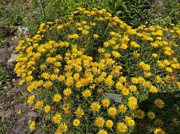 Attēlu rezultāti vaicājumam “Inula salicina bud”