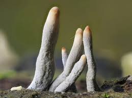 Attēlu rezultāti vaicājumam “Xylaria polymorpha”