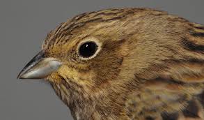 Attēlu rezultāti vaicājumam “Emberiza citrinella adult”