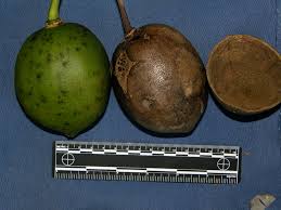 Attēlu rezultāti vaicājumam “Cinna latifolia fruit”