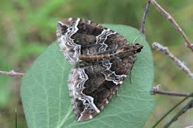 Attēlu rezultāti vaicājumam “Eulithis prunata”