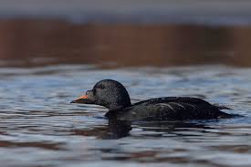 Attēlu rezultāti vaicājumam “Melanitta nigra”