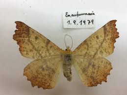 Attēlu rezultāti vaicājumam “Ennomos autumnaria male”