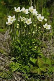 Attēlu rezultāti vaicājumam “Parnassia palustris leaf”