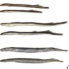 Attēlu rezultāti vaicājumam “Lampetra fluviatilis”