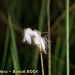 Attēlu rezultāti vaicājumam “Eriophorum gracile fruit”