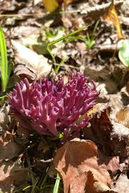 Attēlu rezultāti vaicājumam “Clavaria zollingeri”