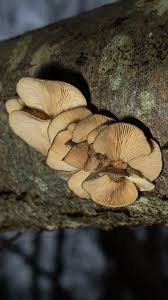 Attēlu rezultāti vaicājumam “Panellus serotinus”