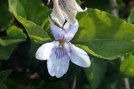 Attēlu rezultāti vaicājumam “Viola reichenbachiana flower”