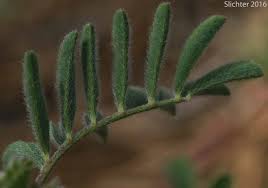 Attēlu rezultāti vaicājumam “Astragalus arenarius leaf”