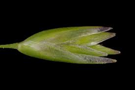 Attēlu rezultāti vaicājumam “Danthonia decumbens fruit”