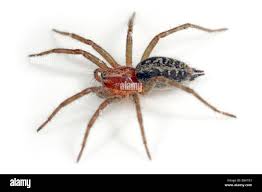 Attēlu rezultāti vaicājumam “Agelena labyrinthica”