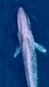 Image result for Balaenoptera musculus