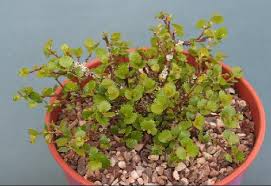 Attēlu rezultāti vaicājumam “Betula nana”