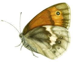 Attēlu rezultāti vaicājumam “Coenonympha pamphilus”
